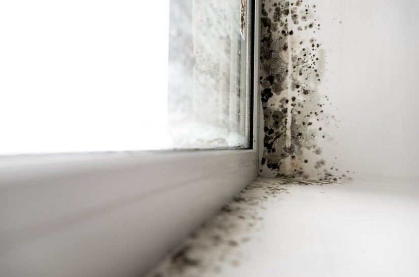 What to Do If You See Mold in Your Home